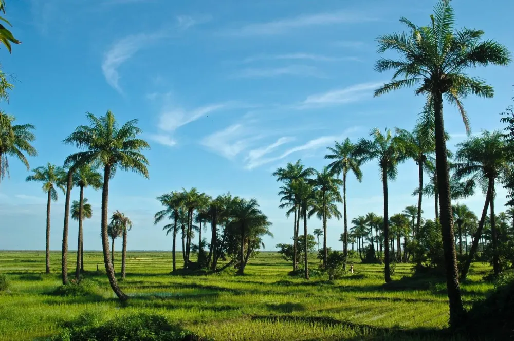 DIAL Sénégal (5webp